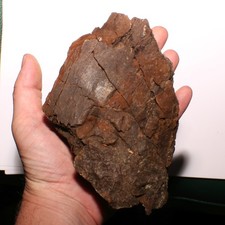 Big dinosaur bone for sale  Scottsdale