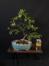 Grewia bonsai d'occasion  Expédié en Belgium