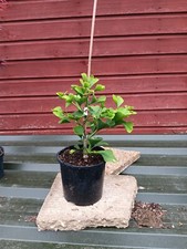 Ginkgo jade butterflies for sale  CRANBROOK