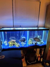 Includes everything gal. for sale  Hollywood