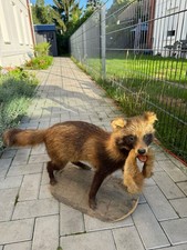 Marder ausgestopft schönem gebraucht kaufen  Berlin