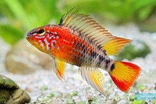 Live apistogramma macmasteri for sale  Haslet