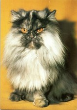 Czech russian cat for sale  Joshua