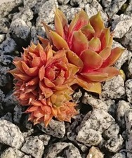 Sempervivum range sky gebraucht kaufen  Gera-Umland