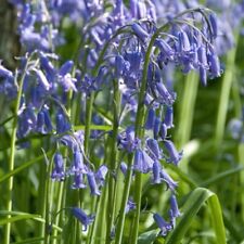 English bluebell bulbs for sale  PERTH