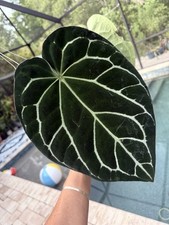 Anthurium crystallinum large for sale  Bradenton