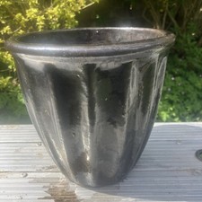 .o.p. terracino plant for sale  BRISTOL