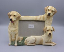 Yellow labrador lab for sale  Corning
