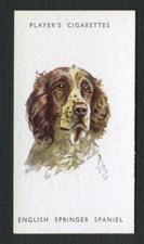 springer spaniel socks for sale  COLEFORD