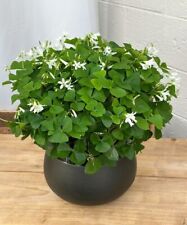 Oxalis regnellii lucky for sale  West Palm Beach