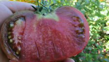 10 graines de tomate BISON NOIR- Bizon Chernyy très productive heirloom méth.bio na sprzedaż  Wysyłka do Poland