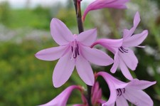 Bulbe watsonia borbonica d'occasion  France