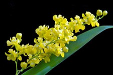 Oncidium cheirophorum species for sale  LONDON