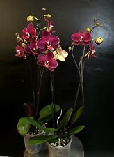 Phalaenopsis orchid ola for sale  NOTTINGHAM