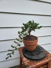 Juniper bonsai cascade for sale  Milford