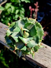 Agave potatorum ouhi for sale  CLACTON-ON-SEA