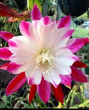Epiphyllum orchid cuttings for sale  Addison