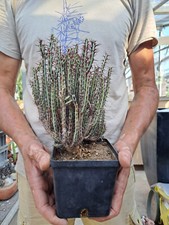 Euphorbia aeruginosa plant usato  Casatenovo
