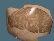 Legno fossile silicizzato usato  Roma