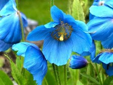 Blue himalayan poppy for sale  FERRYHILL