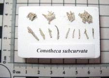 Cambrian small shelly for sale  WAKEFIELD