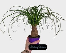 Ponytail palm beaucarnea for sale  Marietta