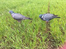 Pigeon silhouette decoys for sale  POULTON-LE-FYLDE
