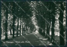 Lucca viareggio cartolina usato  Gambolo