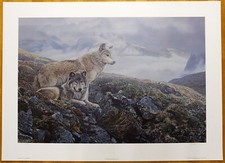Timberline gray wolves for sale  Baltimore