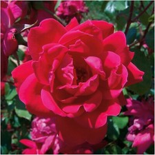 Rose bush knock for sale  Hollister