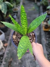 Palm licuala mapu usato  Spedire a Italy
