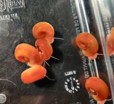 Red orange ramshorn for sale  Santa Ana
