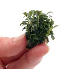 Bucephalandra pygmy vitro for sale  HOUNSLOW
