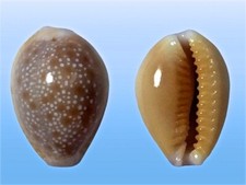 Cypraea helvola hawaiiensis usato  Roma