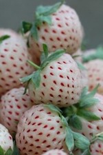 Pianta fragola ananas usato  Santeramo in Colle