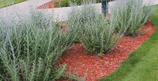 Perovskia atriplicifolia for sale  Cedaredge