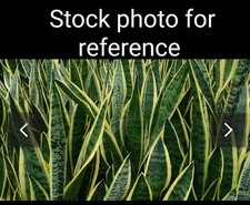 Sanseveria live snake for sale  Winterville