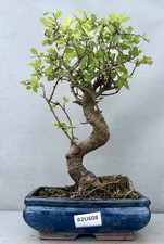 tree trunks for sale tree trunks for sale LUTTERWORTH