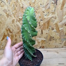 Cereus forbesii spiralis usato  Trevi