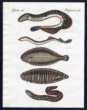 Fische fishes lamprete gebraucht kaufen  Seubersdorf
