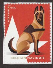 Belgian malinois int d'occasion  Expédié en Belgium