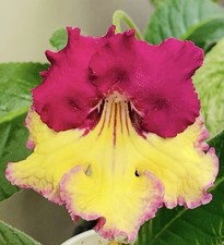 Streptocarpus plant .wow for sale  Summerville