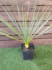 Yucca elata plant d'occasion  Perpignan-