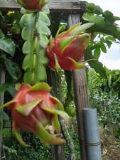 Red dragon fruit for sale  San Diego