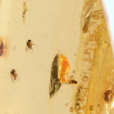 Ambre copal santander d'occasion  Cavaillon
