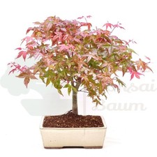 Bonsai rotaustreibender fäche gebraucht kaufen  Halle