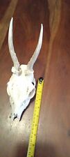 Deer skull antlers for sale  MANSFIELD