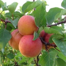 Heidesheimer früh aprikose gebraucht kaufen  Detmold