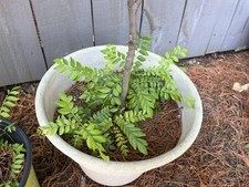 Curry leaf plants for sale  Taylors