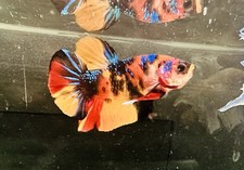 Betta live fish for sale  Fontana